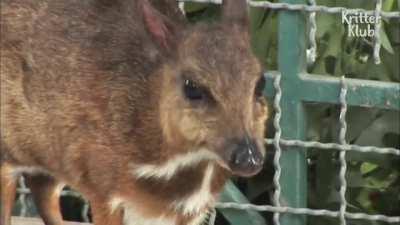 Mouse-deer are the smallest hoofed animals in the world, and there are 10 known species. Most live in southern Asia, however, the water mouse-deer lives in Africa. This is a video of lesser mouse-deer in captivity (aka lesser Malay chevrotains), and they 