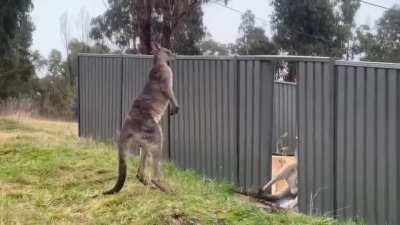 the two kangaroos fighting each other ( wait till the end)