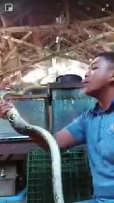 Poor snake manages to avenge itself