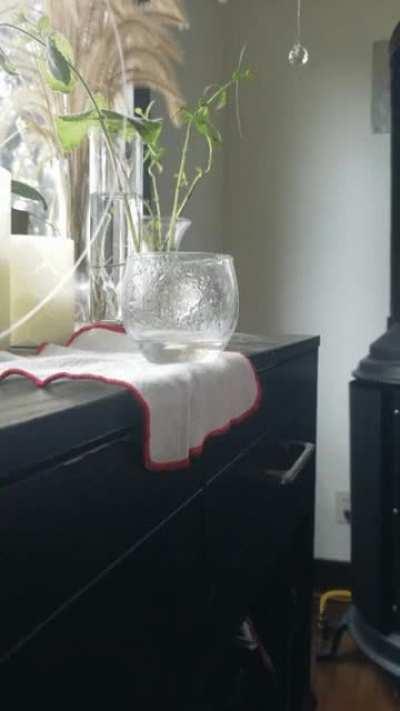 To keep the floor dry from a dripping plant