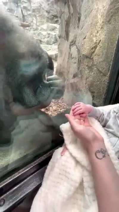 Kiki the gorilla admires a human baby and shows off her own infant