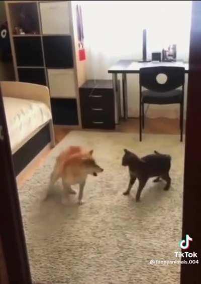 Cat: “This shit again…”