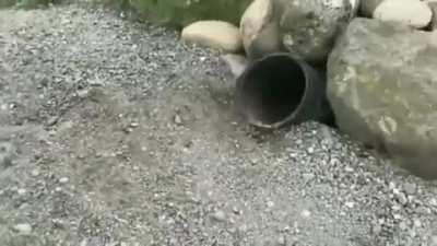 Packing owls for shipment.