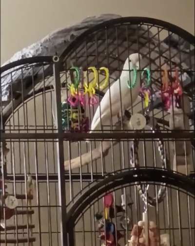 Poor Stanley, my wife gave him the hiccups. 😂