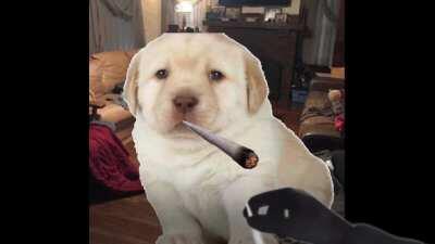 Le having a smoke with Perro has arrived