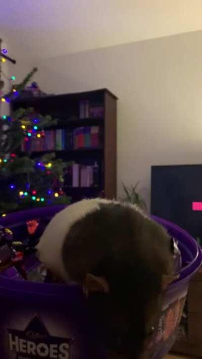 Christmas Rat