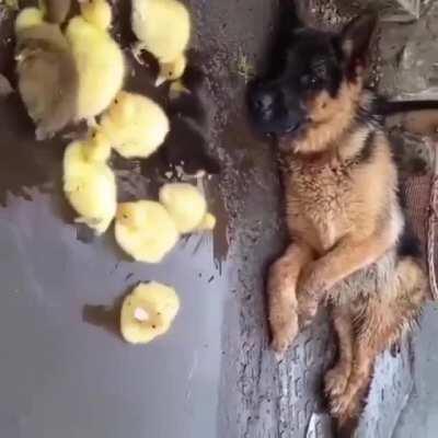 Big bro watching over little bros