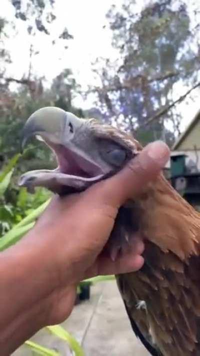 Even raptors loved to be cuddled, now let's try a Utahraptor.