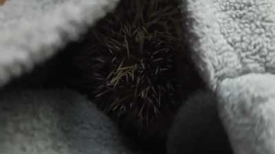 What kind of sound is this?