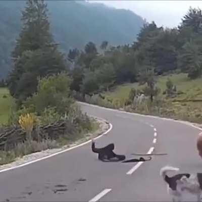 Sheep help people sleep, by any means necessary, voluntarily or not