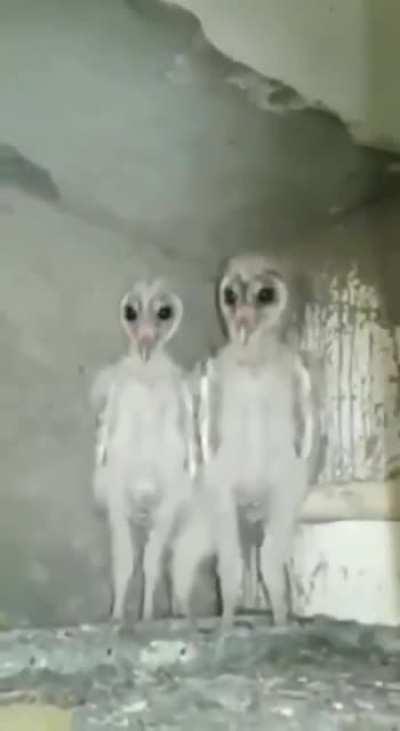 Baby owls nightmare