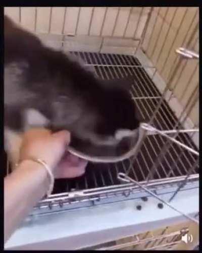 голодающее дитë