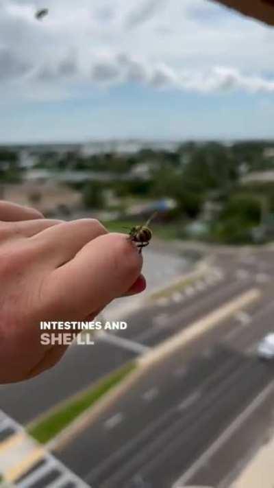 Sometimes honeybees will change their mind once they sting you! [@howsyourdayhoney]