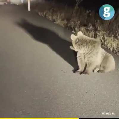 Yolda köpeklerin saldırısına uğrayan yavru ayı. Yol kenarına yatarak depresyona girdi