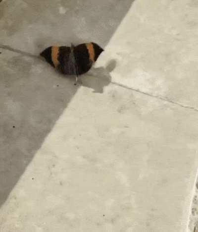 🔥 the level of camouflage on this guy