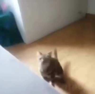 Cat.exe has stopped working!