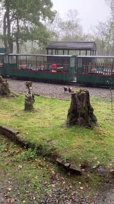 Rain at Wellington Country Park