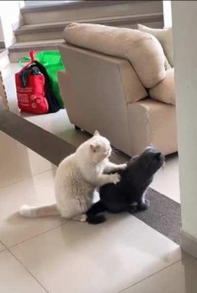 My chonkers I want in my life always