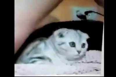 A little stressed cat