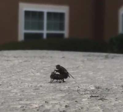 Thanks, I hate Fly Pоrn (sound)