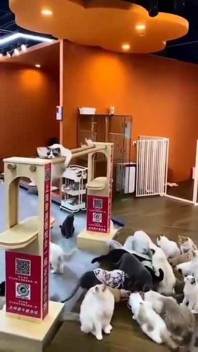 Cat training for the Olympics