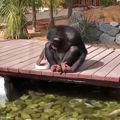 This Chimp admiring and feeding the fish