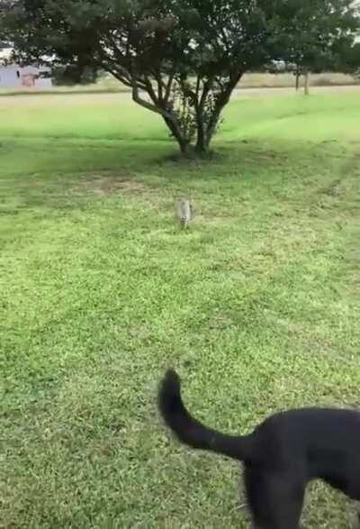 When a Baby fox wants to be your pet...