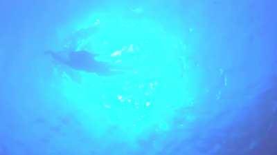 Jaws (1974), PG, Susan Backlinie (boobs, bush, and ass, all obscured but somewhat visible)