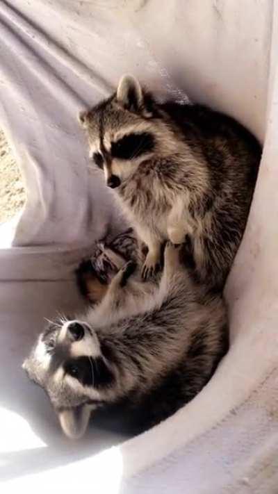 They’re just so content on chillin in the hammock all day.
