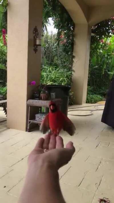 This is how the Northern Cardinal pauses to glide while flying