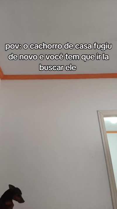 Coitado do dog, só queria dar um passeio Crédito: IG - @bruno.luz17