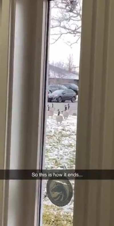 I’m sorry for jaywalking please don’t hurt me