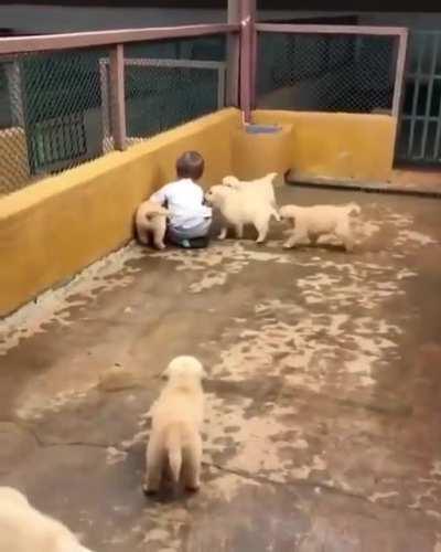 LiTtLe BoY gEtS mAuLeD bY viCiOuS WoLvEs