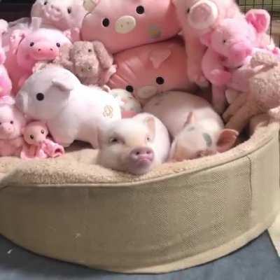 When Mom says no more treats and you bust out the rare pupper pouty lip