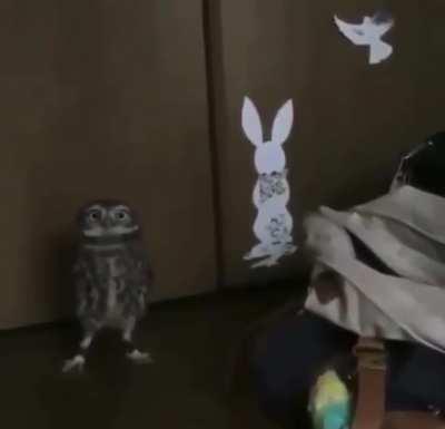 This owl knows how to make an entrance.