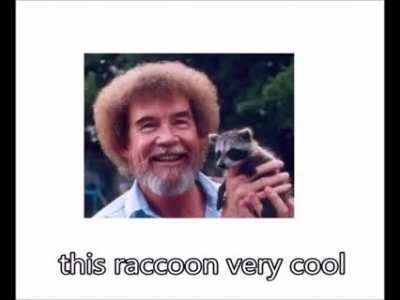 This raccoon is very cool