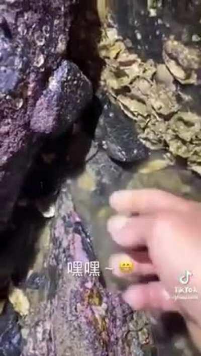 Lets get this to 100 upvotes