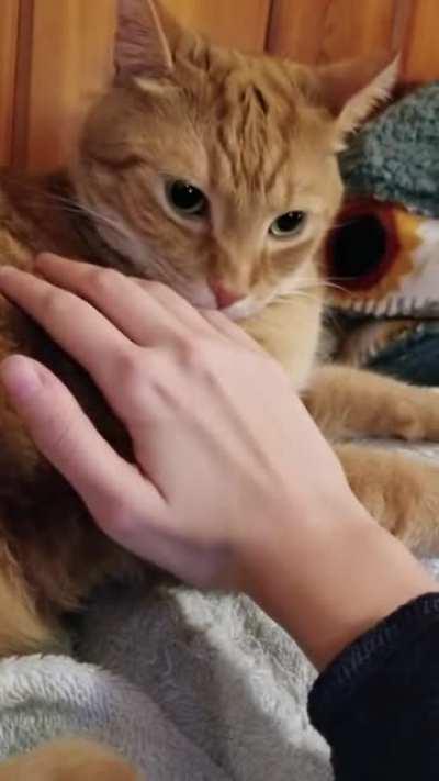 When your owner comes back smelling like another cat.