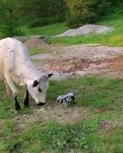 Cow playing with their tiny pig companion