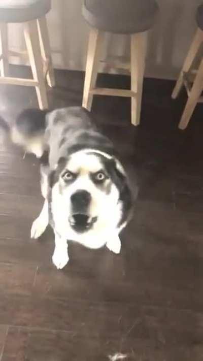 To scold a husky