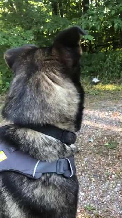 I left to take his brother on a 4 wheeler ride without him. My husband filmed the reaction… (posted this a while ago but just found this awesome sub!)