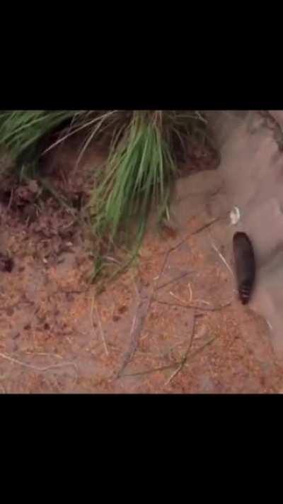 M.O.N.K.E.Y (Im sorry for the inapropriete word in the video I removed it.)