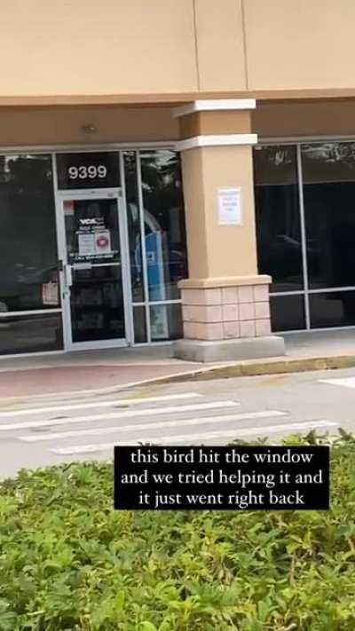 to save a birb