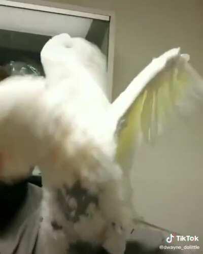 musically inclined birb