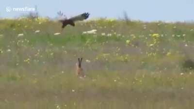 Заяц-русак отбивается от ястреба