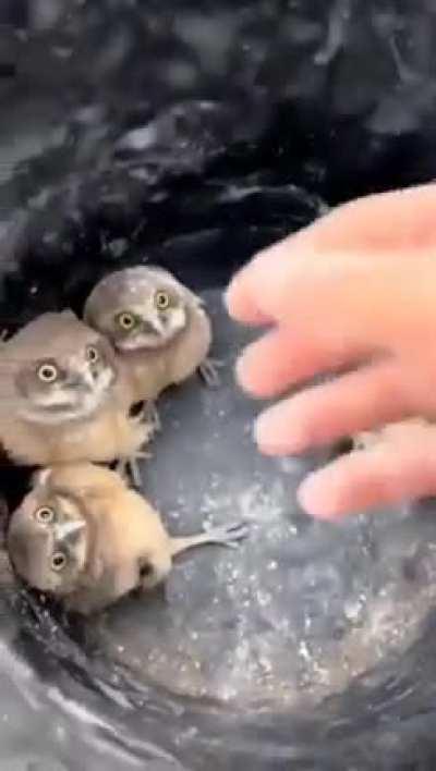 How to dispose of a bucket of baby owls.