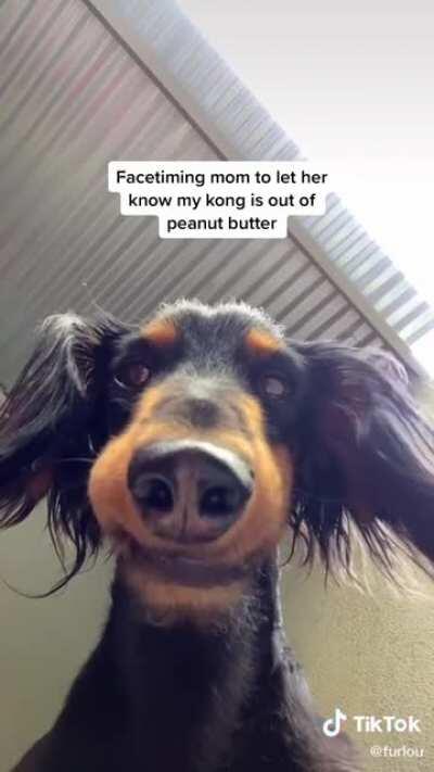 peanut butter kong >>>>