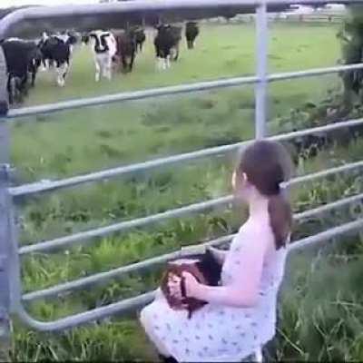 Vaquinhas ouvindo música