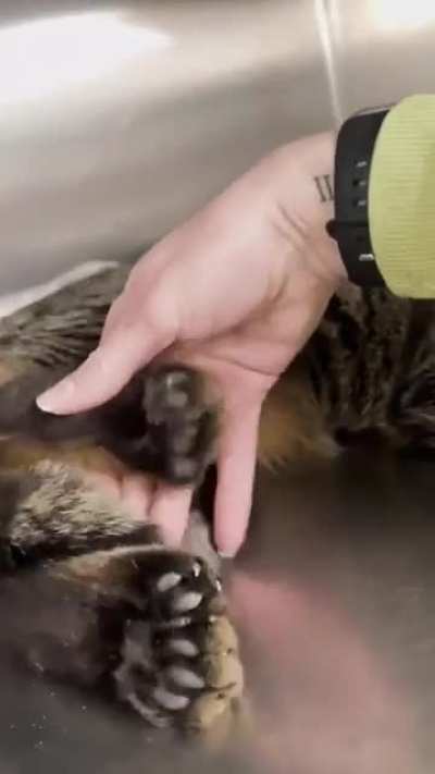 If only there was a mammal with opposable thumbs! The evolved monkey: