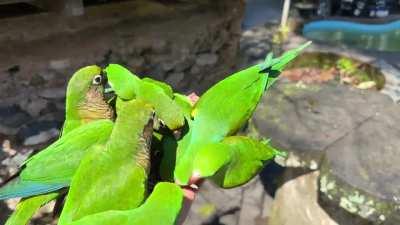 🔥Hand feeding parakeets at Trilha dos Tucanos lodge, Atlantic rainforest, Brazil.